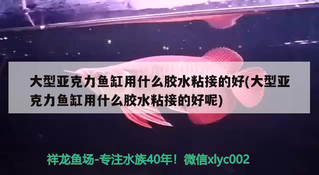 大型亞克力魚缸用什么膠水粘接的好(大型亞克力魚缸用什么膠水粘接的好呢) 和尚魚