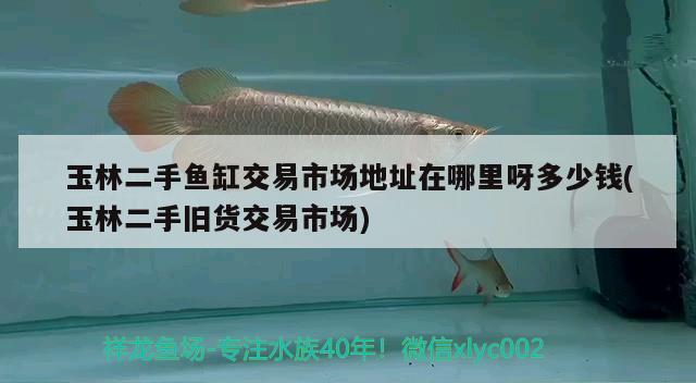 玉林二手魚(yú)缸交易市場(chǎng)地址在哪里呀多少錢(qián)(玉林二手舊貨交易市場(chǎng))