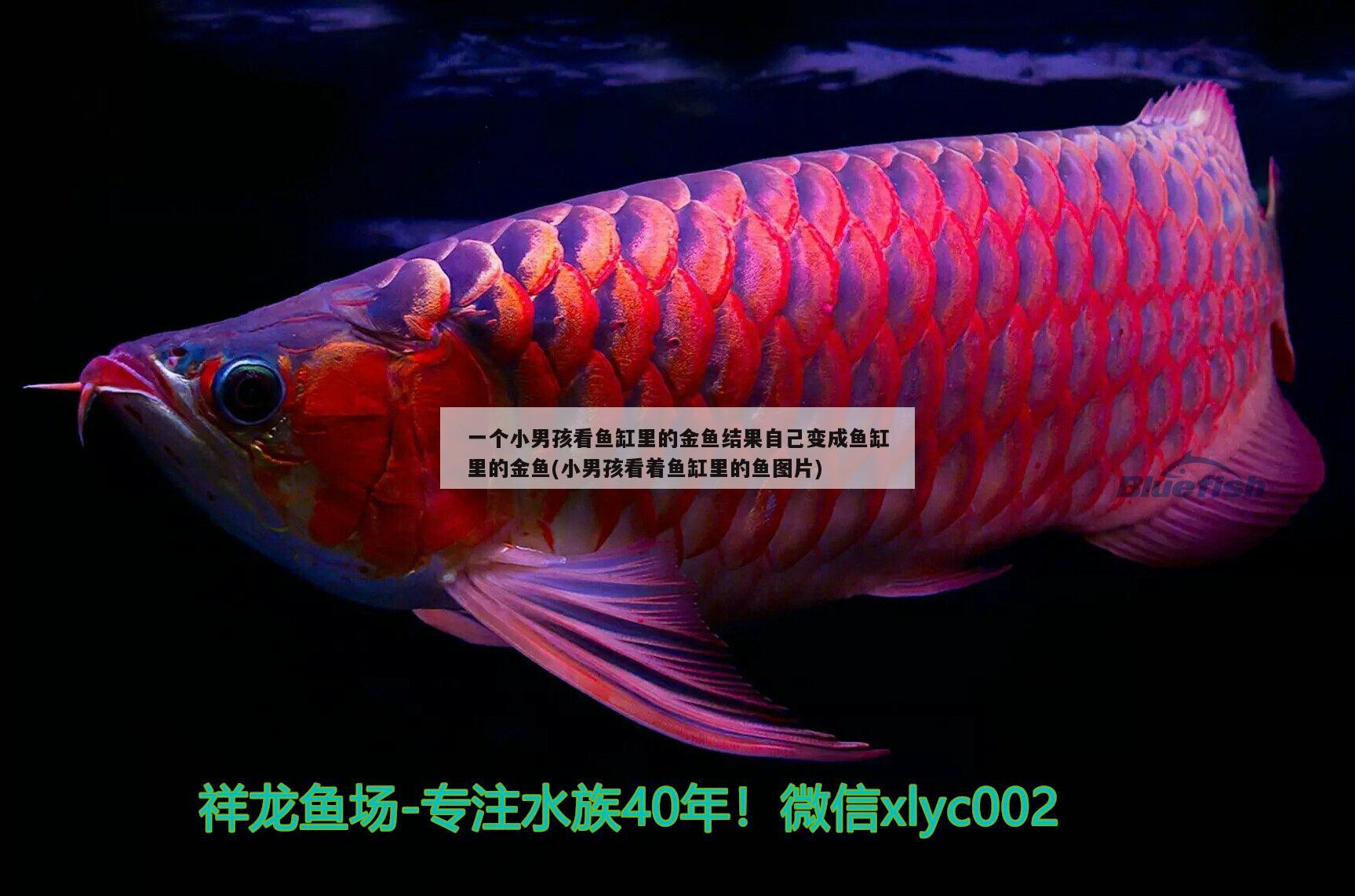 一個小男孩看魚缸里的金魚結(jié)果自己變成魚缸里的金魚(小男孩看著魚缸里的魚圖片)