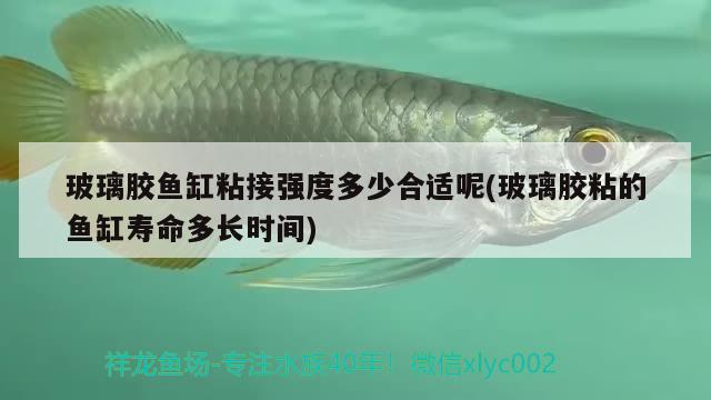 玻璃膠魚缸粘接強(qiáng)度多少合適呢(玻璃膠粘的魚缸壽命多長(zhǎng)時(shí)間) 祥龍超血紅龍魚