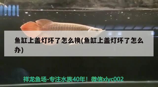 魚缸上蓋燈壞了怎么換(魚缸上蓋燈壞了怎么辦)