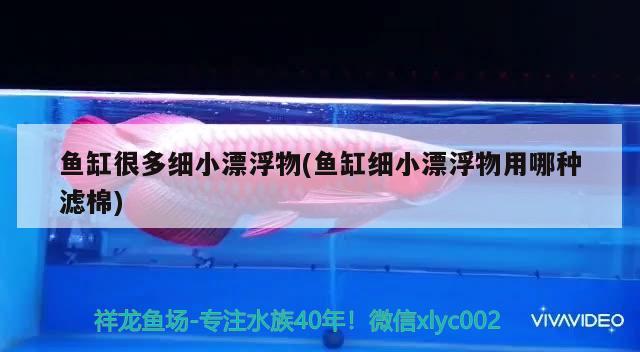 魚(yú)缸很多細(xì)小漂浮物(魚(yú)缸細(xì)小漂浮物用哪種濾棉)