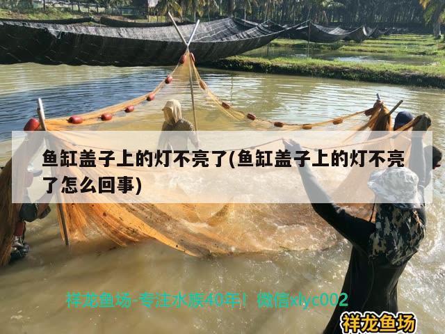 魚缸蓋子上的燈不亮了(魚缸蓋子上的燈不亮了怎么回事) 泰龐海蓮魚