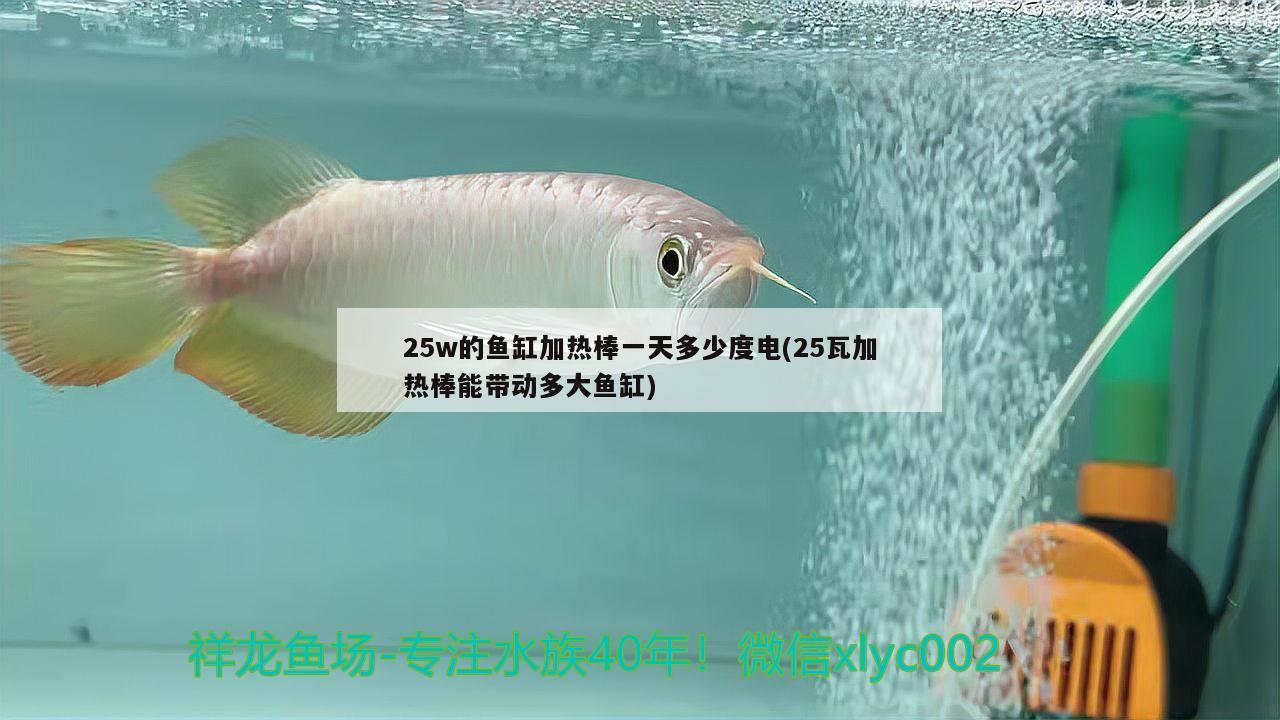 25w的魚缸加熱棒一天多少度電(25瓦加熱棒能帶動多大魚缸) 祥龍進口元寶鳳凰魚