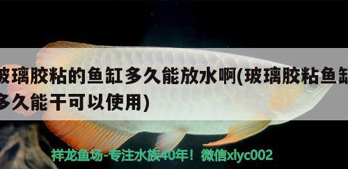 玻璃膠粘的魚缸多久能放水啊(玻璃膠粘魚缸多久能干可以使用)