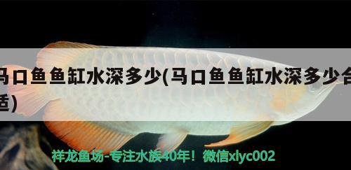 馬口魚魚缸水深多少(馬口魚魚缸水深多少合適) 觀賞魚市場（混養(yǎng)魚）