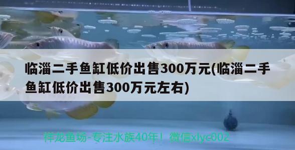 臨淄二手魚缸低價出售300萬元(臨淄二手魚缸低價出售300萬元左右) 申古銀版魚