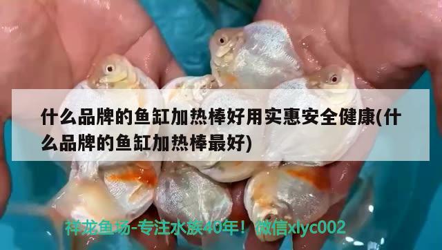 什么品牌的魚缸加熱棒好用實(shí)惠安全健康(什么品牌的魚缸加熱棒最好) 斑馬鴨嘴魚苗