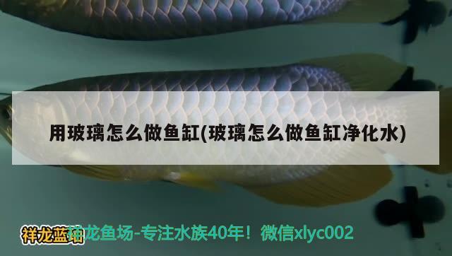 用玻璃怎么做魚缸(玻璃怎么做魚缸凈化水) 黃金斑馬魚