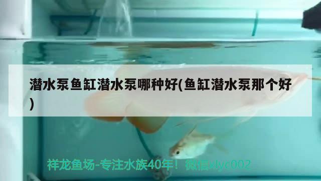 潛水泵魚缸潛水泵哪種好(魚缸潛水泵那個好)