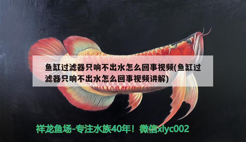 魚缸過濾器只響不出水怎么回事視頻(魚缸過濾器只響不出水怎么回事視頻講解)