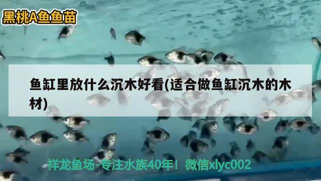 魚缸里放什么沉木好看(適合做魚缸沉木的木材)