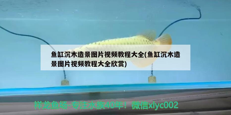 魚缸沉木造景圖片視頻教程大全(魚缸沉木造景圖片視頻教程大全欣賞) 玫瑰銀版魚