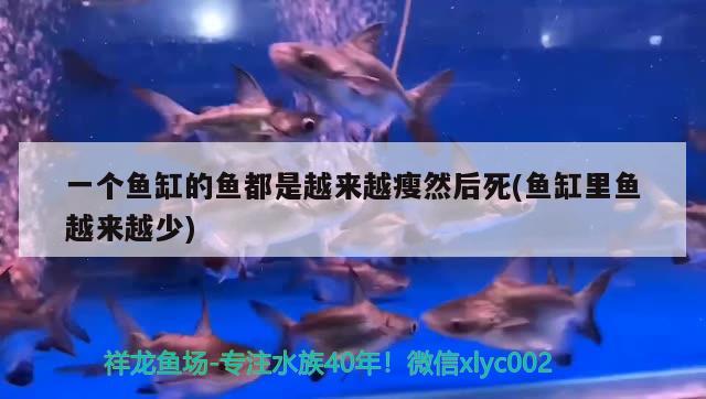 一個(gè)魚缸的魚都是越來越瘦然后死(魚缸里魚越來越少) 虎魚百科