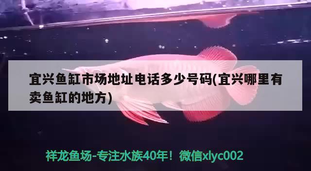 宜興魚缸市場地址電話多少號(hào)碼(宜興哪里有賣魚缸的地方)