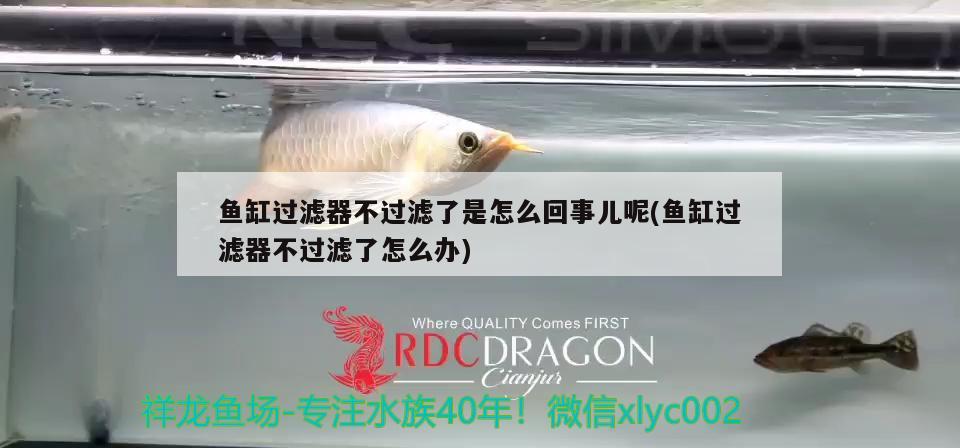 魚缸過濾器不過濾了是怎么回事兒呢(魚缸過濾器不過濾了怎么辦)