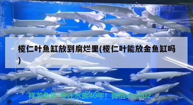 欖仁葉魚缸放到腐爛里(欖仁葉能放金魚缸嗎) 泰國虎魚（泰虎）