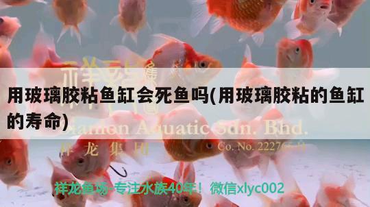 用玻璃膠粘魚缸會(huì)死魚嗎(用玻璃膠粘的魚缸的壽命)