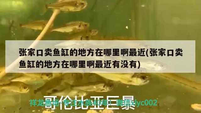 張家口賣魚缸的地方在哪里啊最近(張家口賣魚缸的地方在哪里啊最近有沒有) 水族品牌