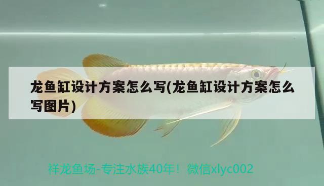 龍魚(yú)缸設(shè)計(jì)方案怎么寫(xiě)(龍魚(yú)缸設(shè)計(jì)方案怎么寫(xiě)圖片)