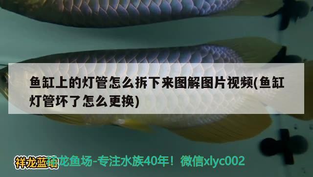 魚(yú)缸上的燈管怎么拆下來(lái)圖解圖片視頻(魚(yú)缸燈管壞了怎么更換) 祥龍傳奇品牌魚(yú)缸