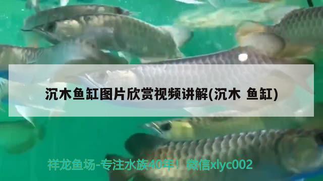 沉木魚缸圖片欣賞視頻講解(沉木魚缸)