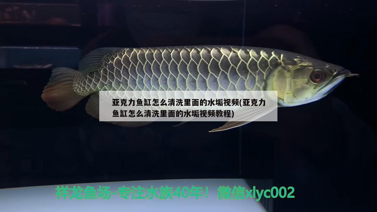 亞克力魚缸怎么清洗里面的水垢視頻(亞克力魚缸怎么清洗里面的水垢視頻教程) 白化巴西龜（白巴） 第1張