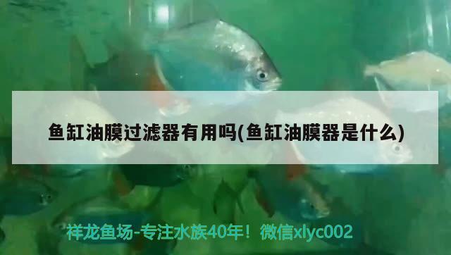 魚缸油膜過(guò)濾器有用嗎(魚缸油膜器是什么)