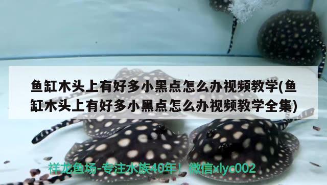 魚(yú)缸木頭上有好多小黑點(diǎn)怎么辦視頻教學(xué)(魚(yú)缸木頭上有好多小黑點(diǎn)怎么辦視頻教學(xué)全集) 祥禾Super Red紅龍魚(yú)