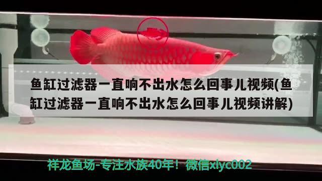 魚缸過濾器一直響不出水怎么回事兒視頻(魚缸過濾器一直響不出水怎么回事兒視頻講解)