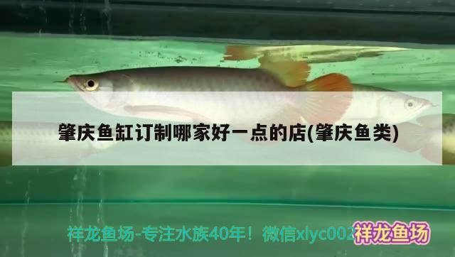 肇慶魚(yú)缸訂制哪家好一點(diǎn)的店(肇慶魚(yú)類(lèi))