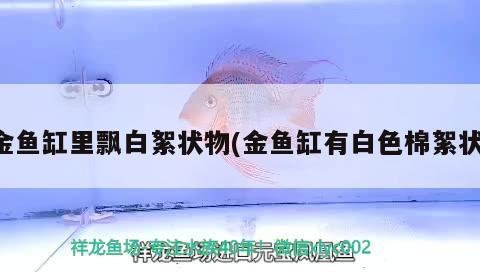 金魚缸里飄白絮狀物(金魚缸有白色棉絮狀)