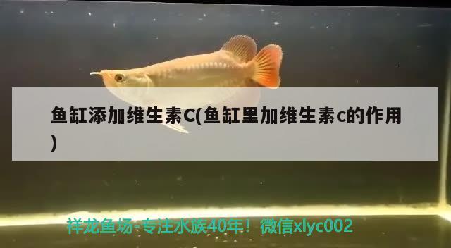 魚缸添加維生素C(魚缸里加維生素c的作用)