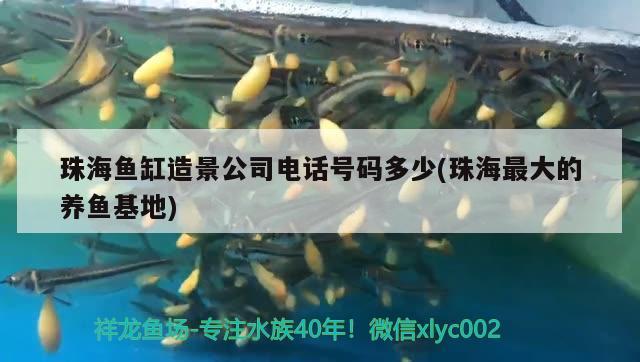 珠海魚缸造景公司電話號碼多少(珠海最大的養(yǎng)魚基地) 電鰻