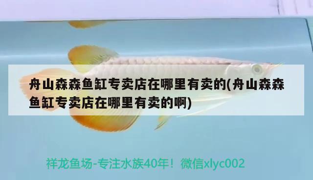 舟山森森魚缸專賣店在哪里有賣的(舟山森森魚缸專賣店在哪里有賣的啊) 薩伊藍魚