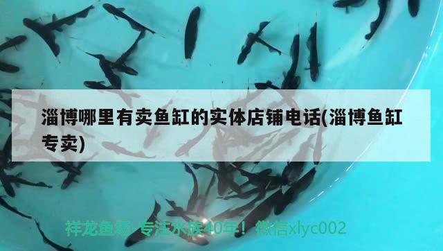 淄博哪里有賣魚缸的實體店鋪電話(淄博魚缸專賣) 招財戰(zhàn)船魚