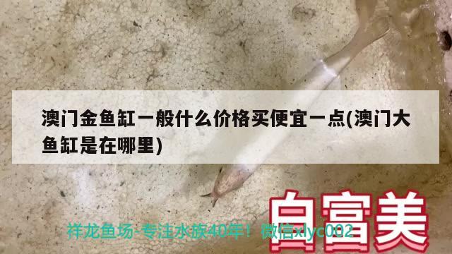 澳門金魚缸一般什么價格買便宜一點(澳門大魚缸是在哪里)