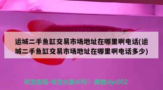 運城二手魚缸交易市場地址在哪里啊電話(運城二手魚缸交易市場地址在哪里啊電話多少) 鸚鵡魚