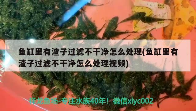 魚缸里有渣子過濾不干凈怎么處理(魚缸里有渣子過濾不干凈怎么處理視頻)