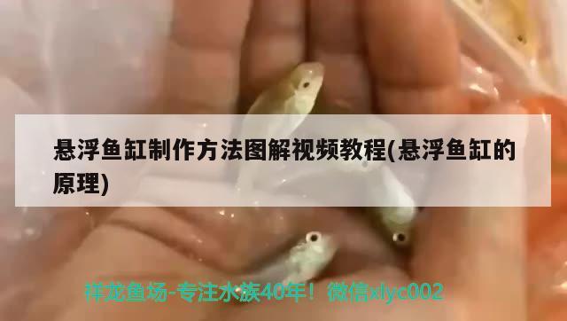 懸浮魚缸制作方法圖解視頻教程(懸浮魚缸的原理) 金頭過背金龍魚