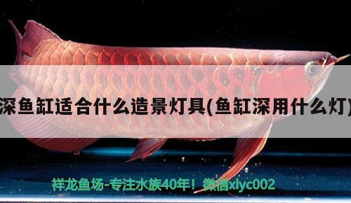 深魚缸適合什么造景燈具(魚缸深用什么燈) 黑白雙星魚 第2張