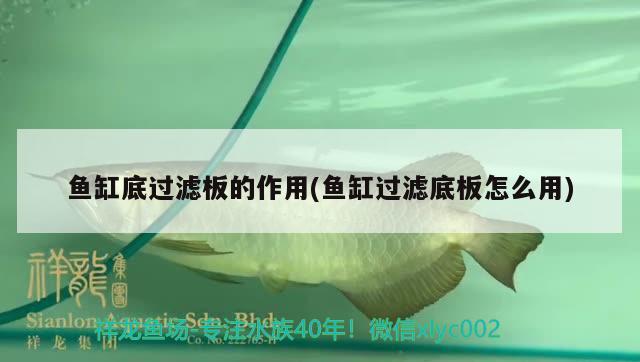 魚缸底過濾板的作用(魚缸過濾底板怎么用)