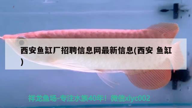 西安魚缸廠招聘信息網(wǎng)最新信息(西安魚缸)