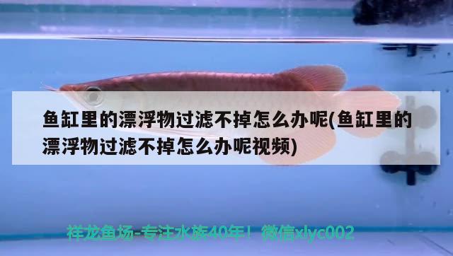 魚(yú)缸里的漂浮物過(guò)濾不掉怎么辦呢(魚(yú)缸里的漂浮物過(guò)濾不掉怎么辦呢視頻)