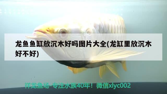 龍魚魚缸放沉木好嗎圖片大全(龍缸里放沉木好不好)