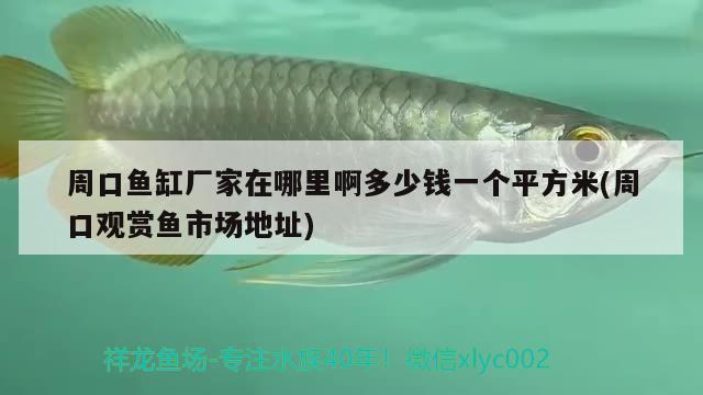 周口魚缸廠家在哪里啊多少錢一個平方米(周口觀賞魚市場地址)