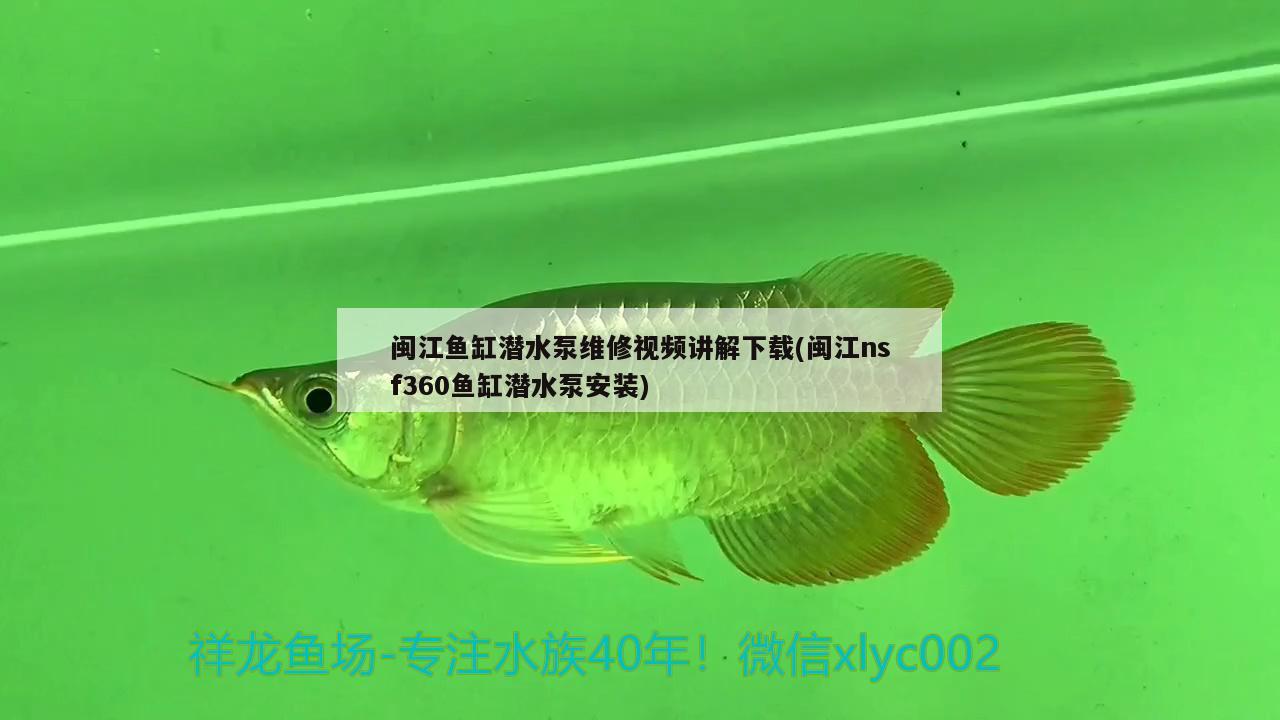 閩江魚缸潛水泵維修視頻講解下載(閩江nsf360魚缸潛水泵安裝)