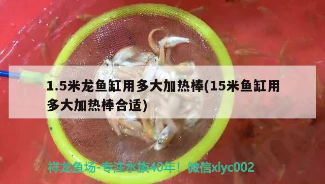 1.5米龍魚缸用多大加熱棒(15米魚缸用多大加熱棒合適) 祥龍進口元寶鳳凰魚