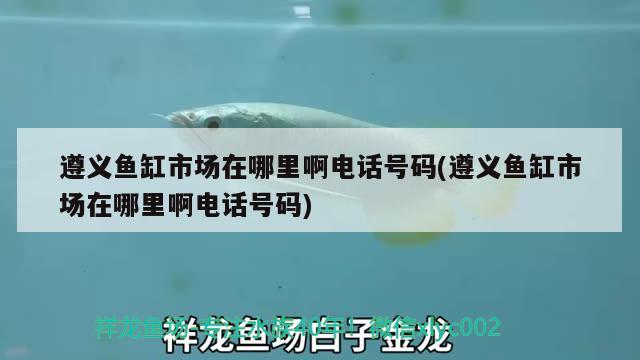 遵義魚(yú)缸市場(chǎng)在哪里啊電話號(hào)碼(遵義魚(yú)缸市場(chǎng)在哪里啊電話號(hào)碼)