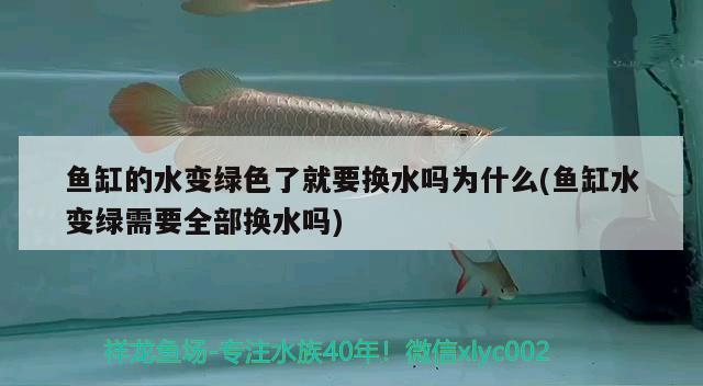 魚缸的水變綠色了就要換水嗎為什么(魚缸水變綠需要全部換水嗎)